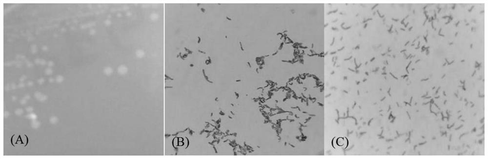 Bacillus subtilis, preharvest preparation of edible fungus and its application