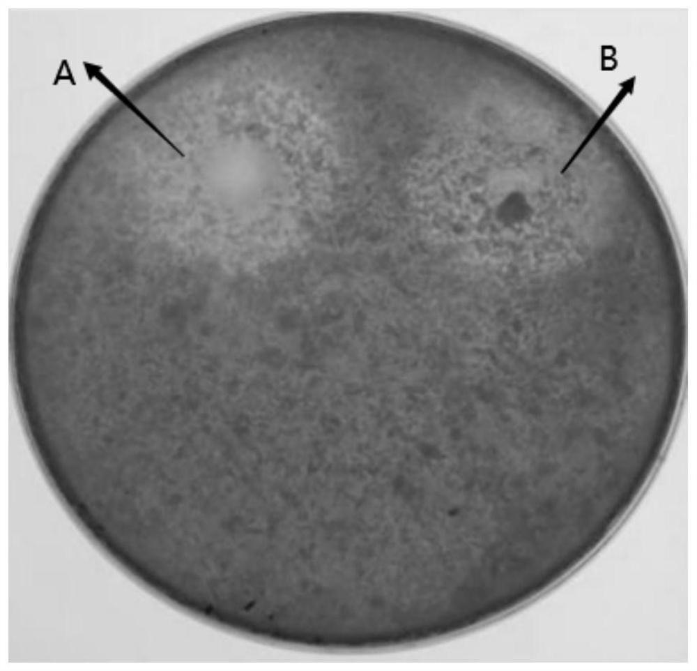 Bacillus subtilis, preharvest preparation of edible fungus and its application