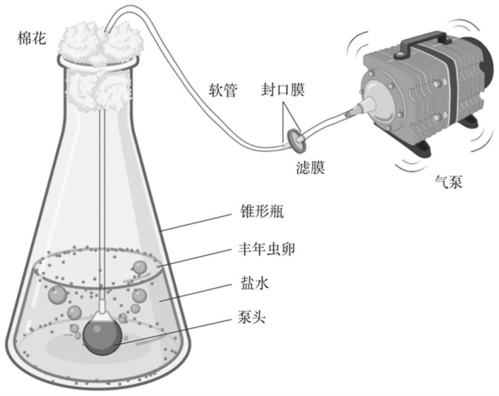 Method for producing sterile fairy shrimps and application thereof