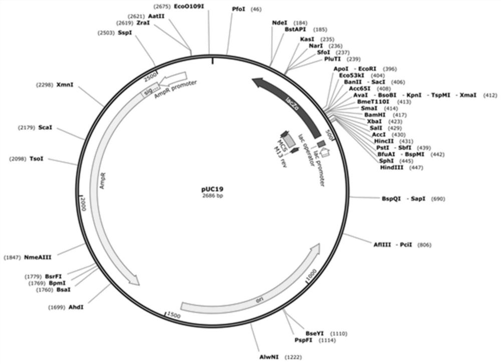 Application of PsPIWI-RE protein derived from pseudomonas stutzeri in mediated homologous recombination