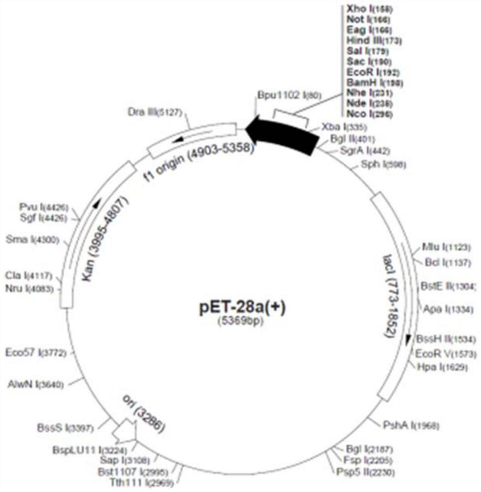 Application of PsPIWI-RE protein derived from pseudomonas stutzeri in mediated homologous recombination