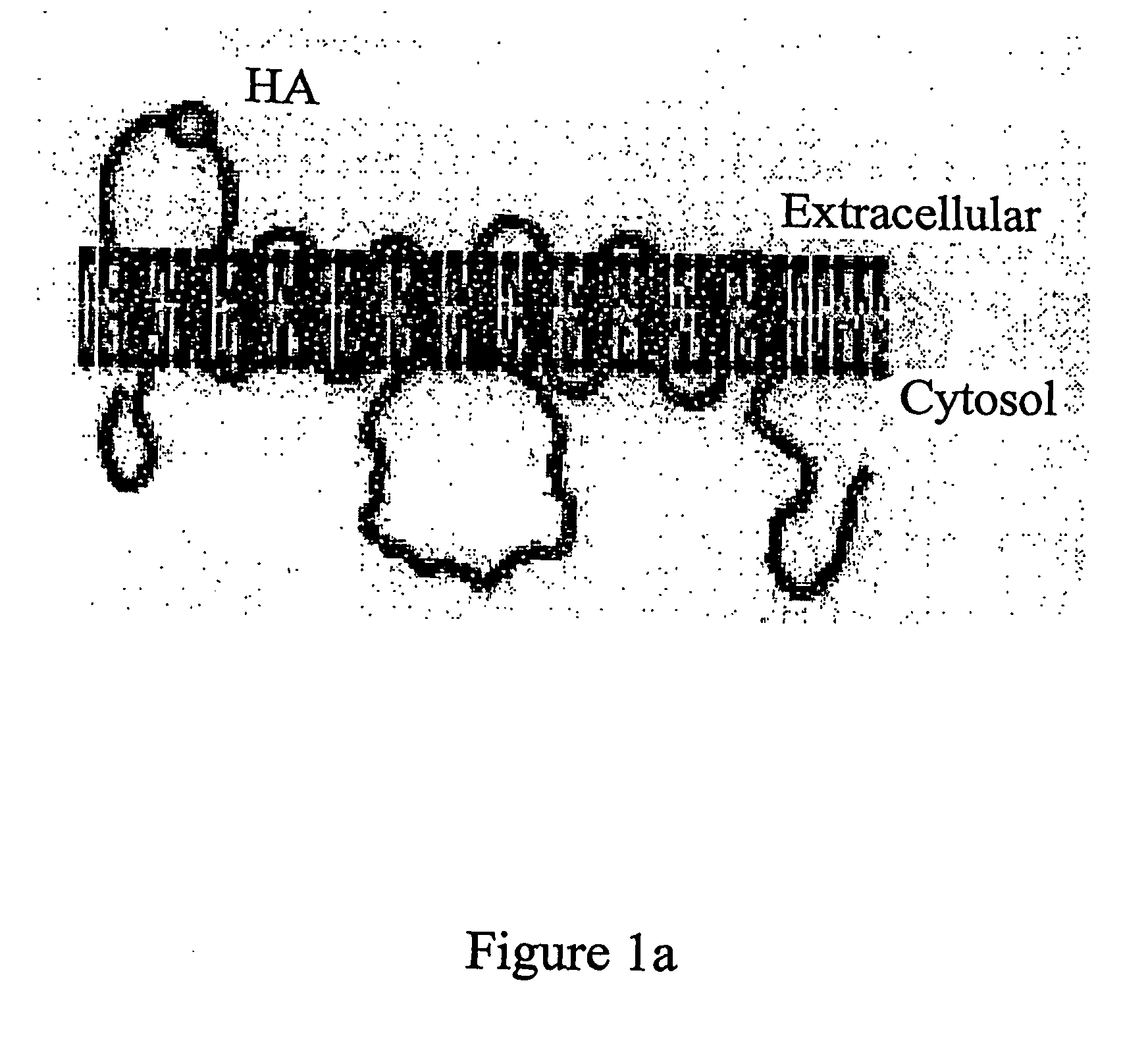 Novel translocation assay