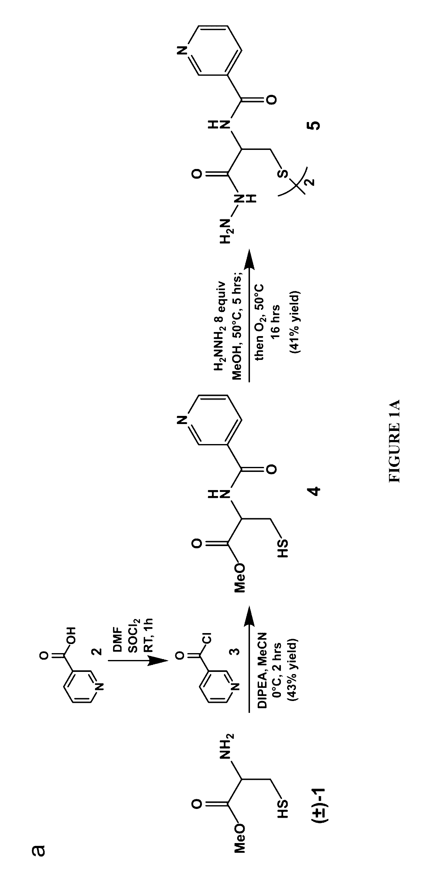 Cysteine hydrazide nicotinamide for glycomics and glycoproteomics uses