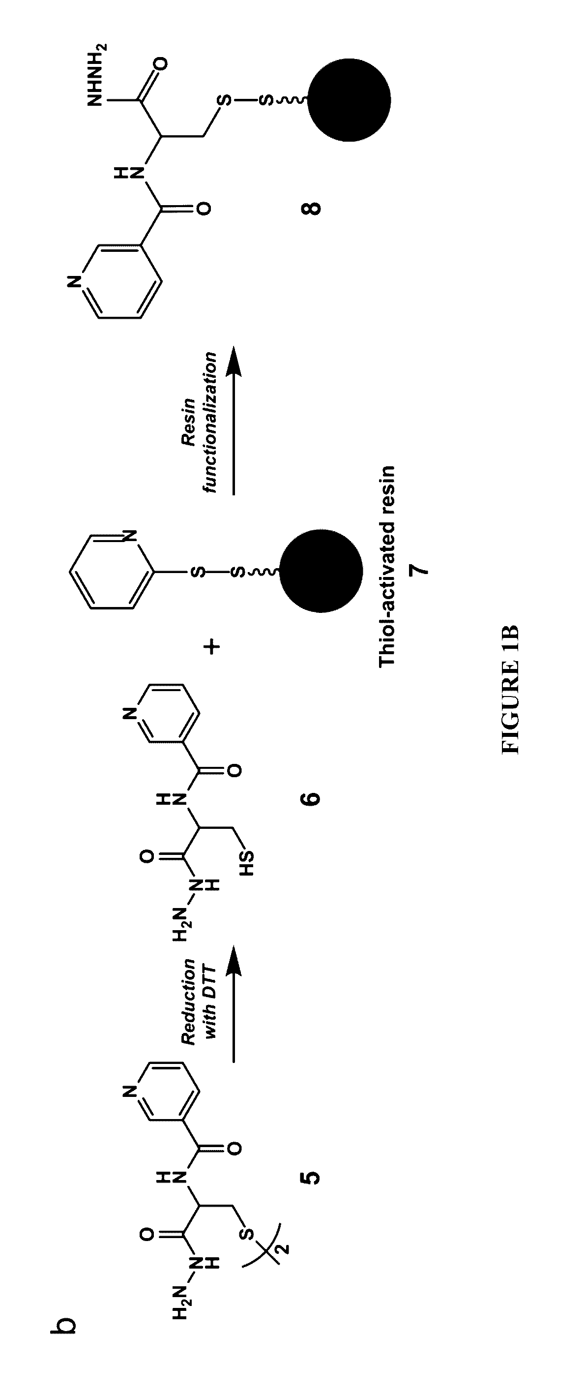 Cysteine hydrazide nicotinamide for glycomics and glycoproteomics uses