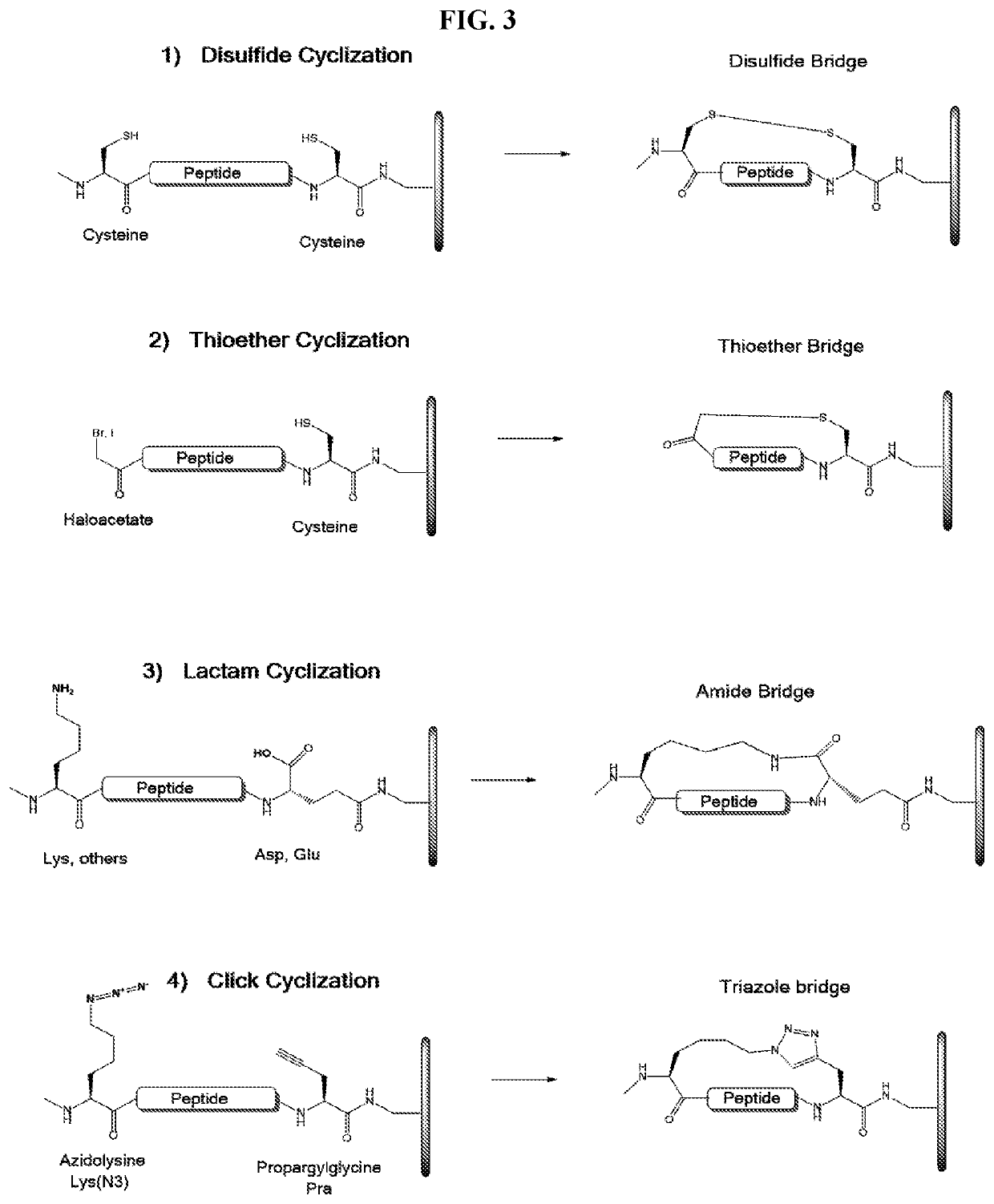 Array-based cyclic peptide libraries