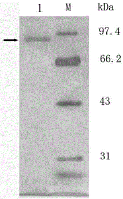 Method for preparing heat-resistant acid-resistant feruloyl esterase by using trichoderma atroviride