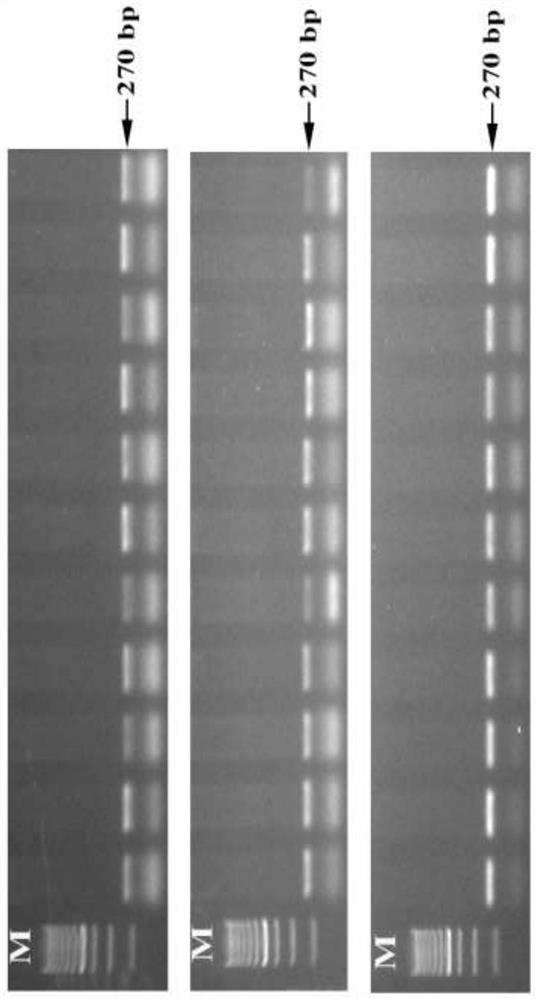 Primers for identifying sex of Diospyros kaki and application of primers