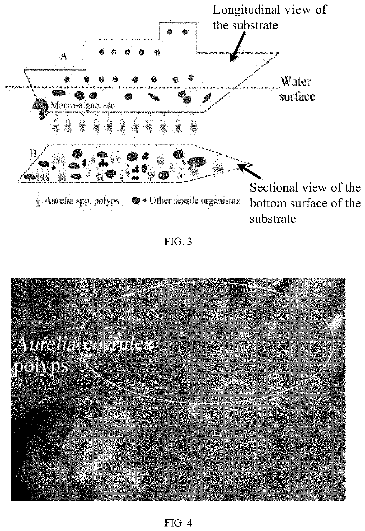 Method for controlling <i>Aurelia </i>spp. blooms in harbors