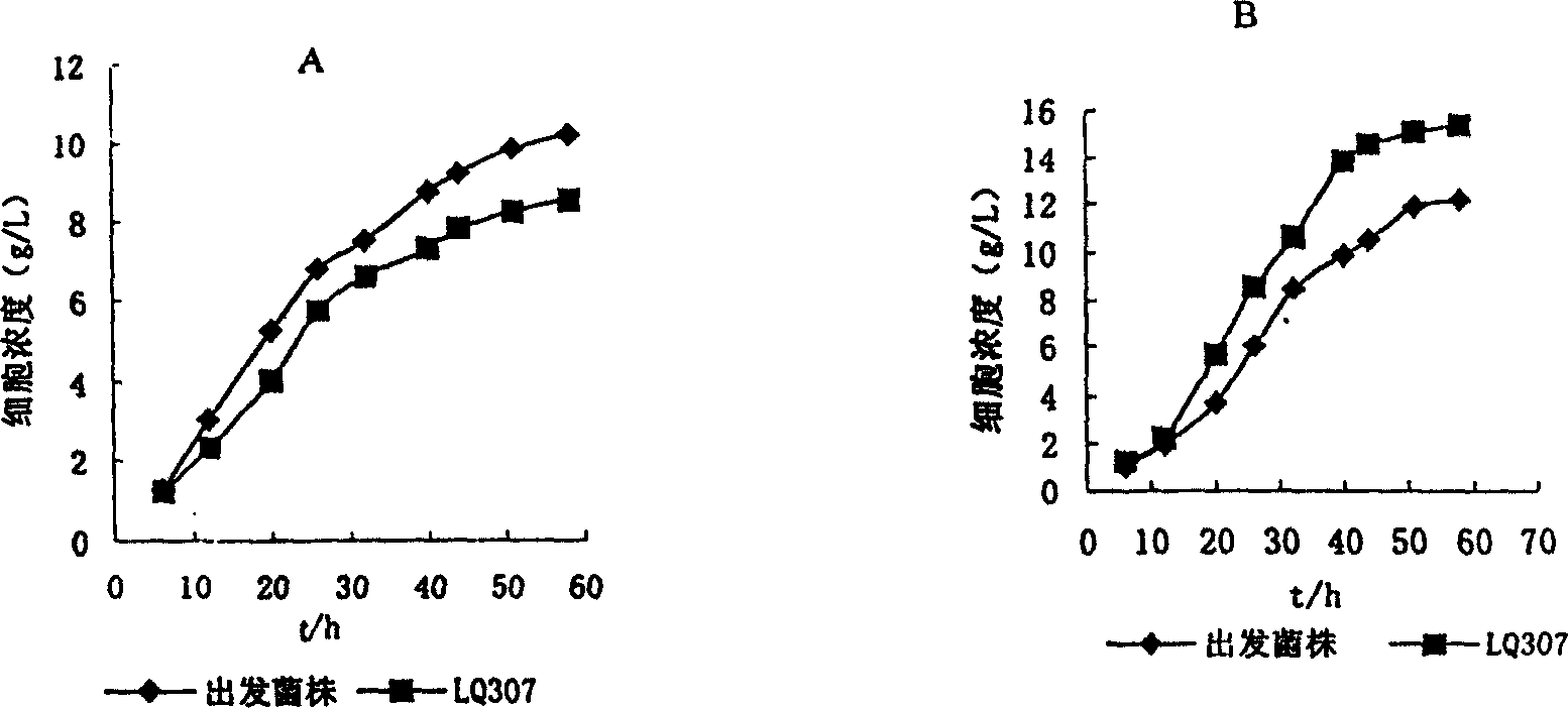 Acetic acid leakage type high-yield pyruvate bacterium and its breeding method and producing pyruvic acid by said bacterium via fermentation process