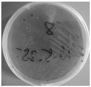 A kind of Pseudomonas aeruginosa strain x8 and its application