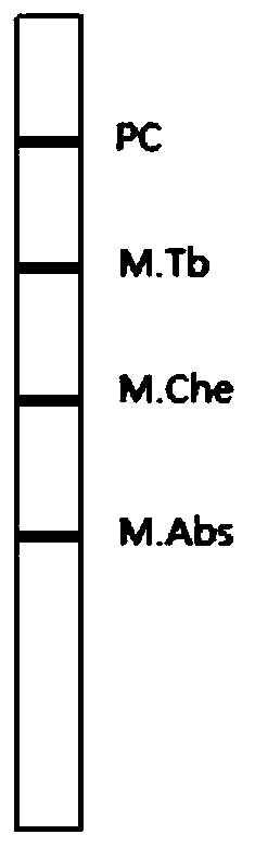 Film strip for identifying mycobacterium tuberculosis, mycobacterium chelonae, mycobacterium abscessus, and preparation and use methods of film strip