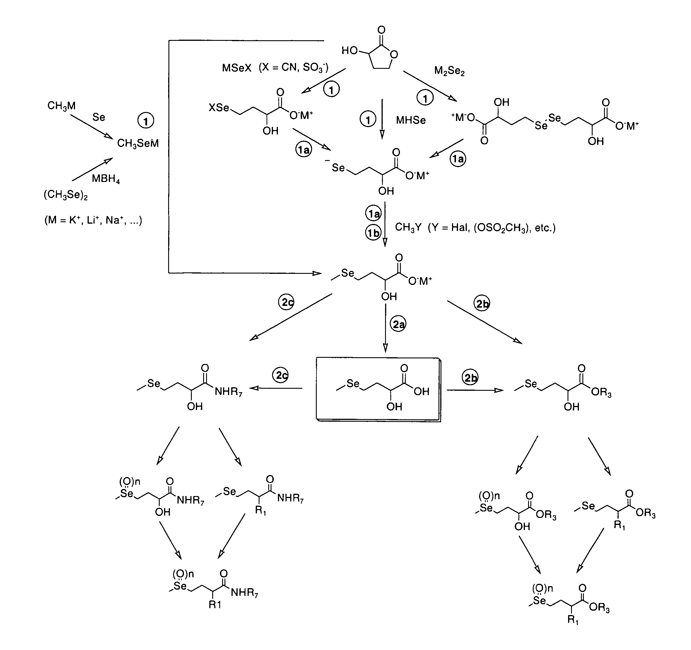 Selenohydroxy acids and their derivatives, applications in nutrition, cosmetics and pharmaceutics