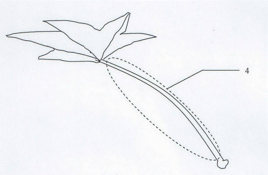 Method for rapidly testing tissue juice to judge nitrogen nutrition of ricinus communis