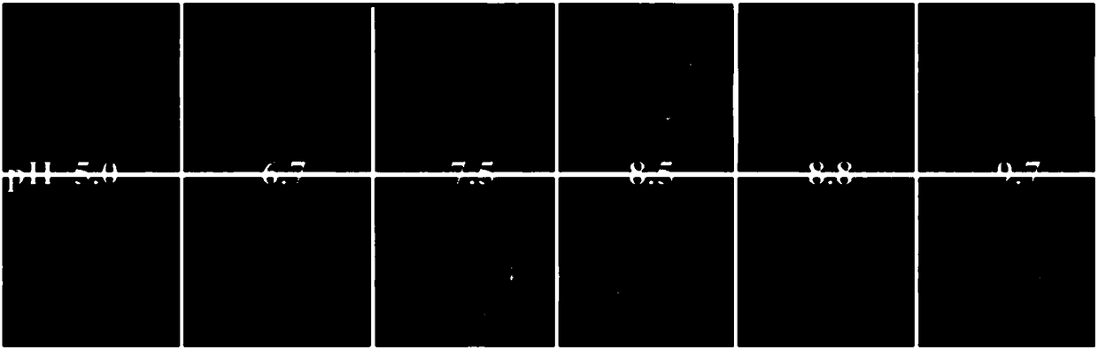 Application of flavone compound or composition thereof to protection of red cell from injury