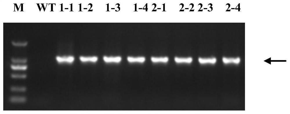 Preparation method of rice miRNA homozygous lethal mutant