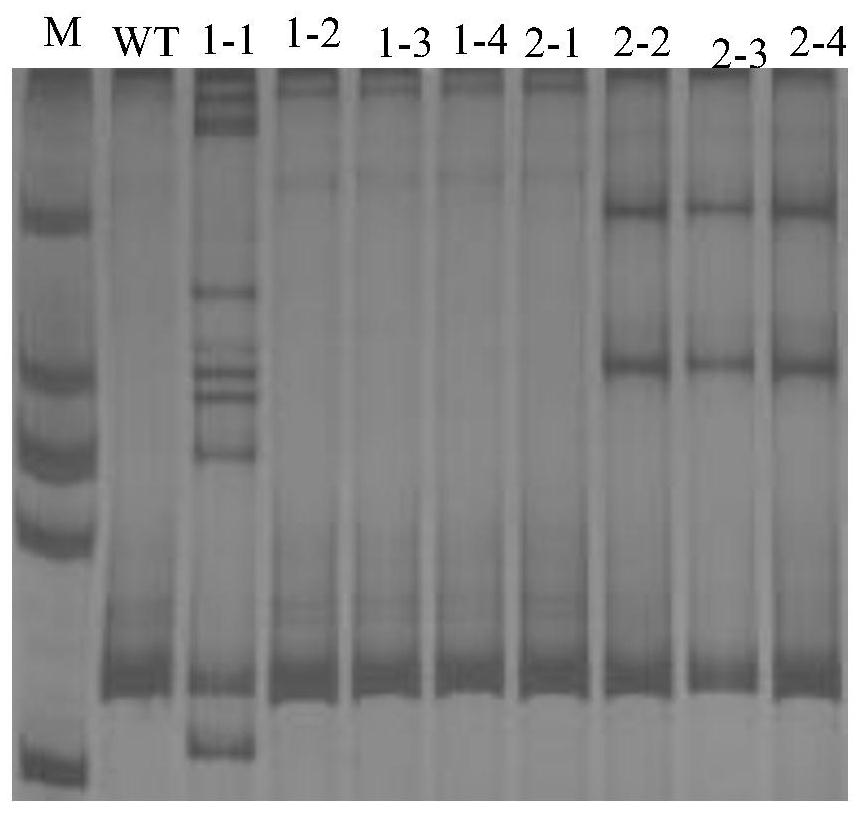 Preparation method of rice miRNA homozygous lethal mutant