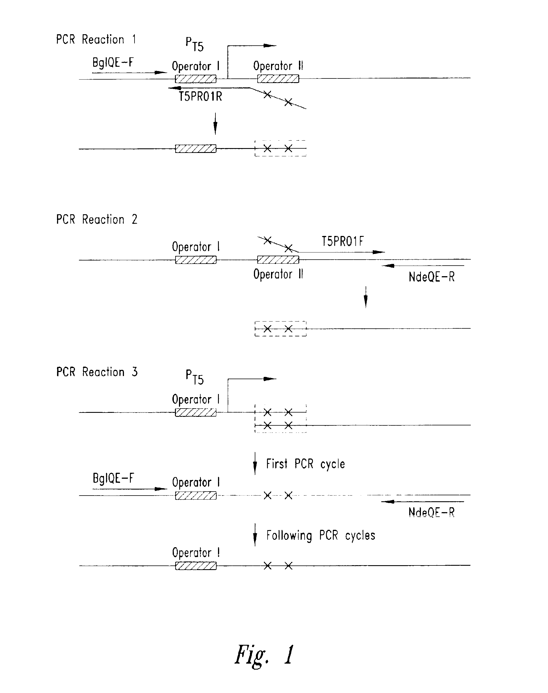 Efficient protein expression system