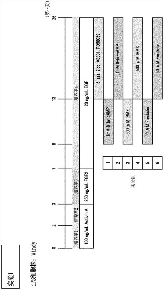 Method for inducing differentiation of pluripotent stem cells into intestinal epithelial cells