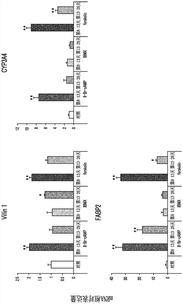 Method for inducing differentiation of pluripotent stem cells into intestinal epithelial cells