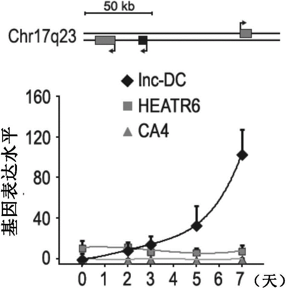 Specific biomarker for human dendritic cells maturity and functions