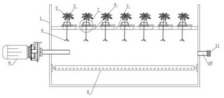 Caulerpa stolon induction method