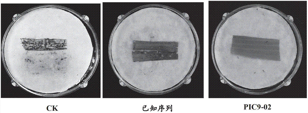 Insecticidal protein, coding gene of insecticidal protein and purpose of insecticidal protein