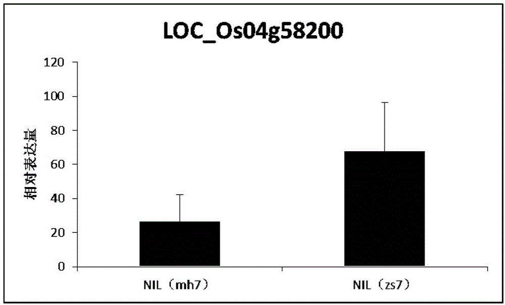 Application of Ghd7 gene in regulating rice flag leaf chlorophyll content