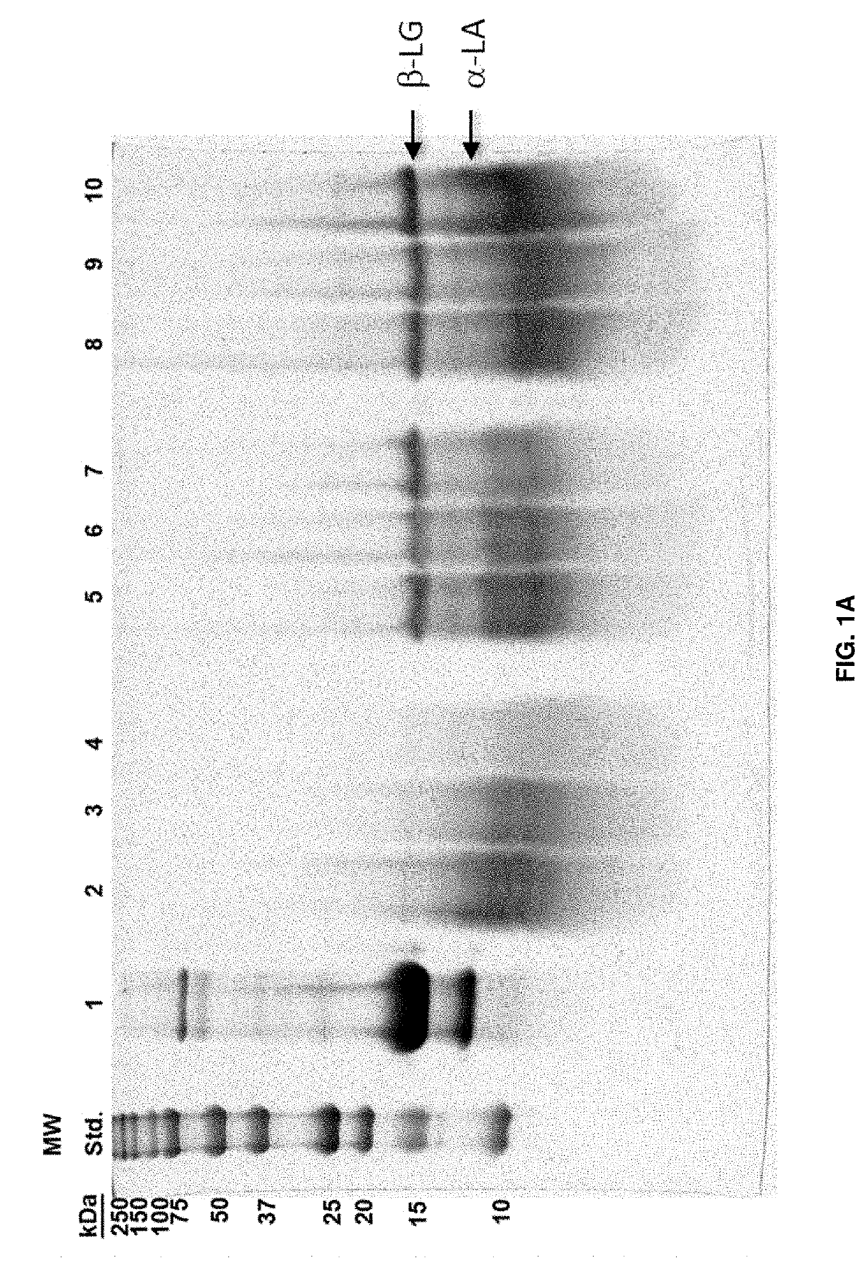 Methods of processing protein and resulting products