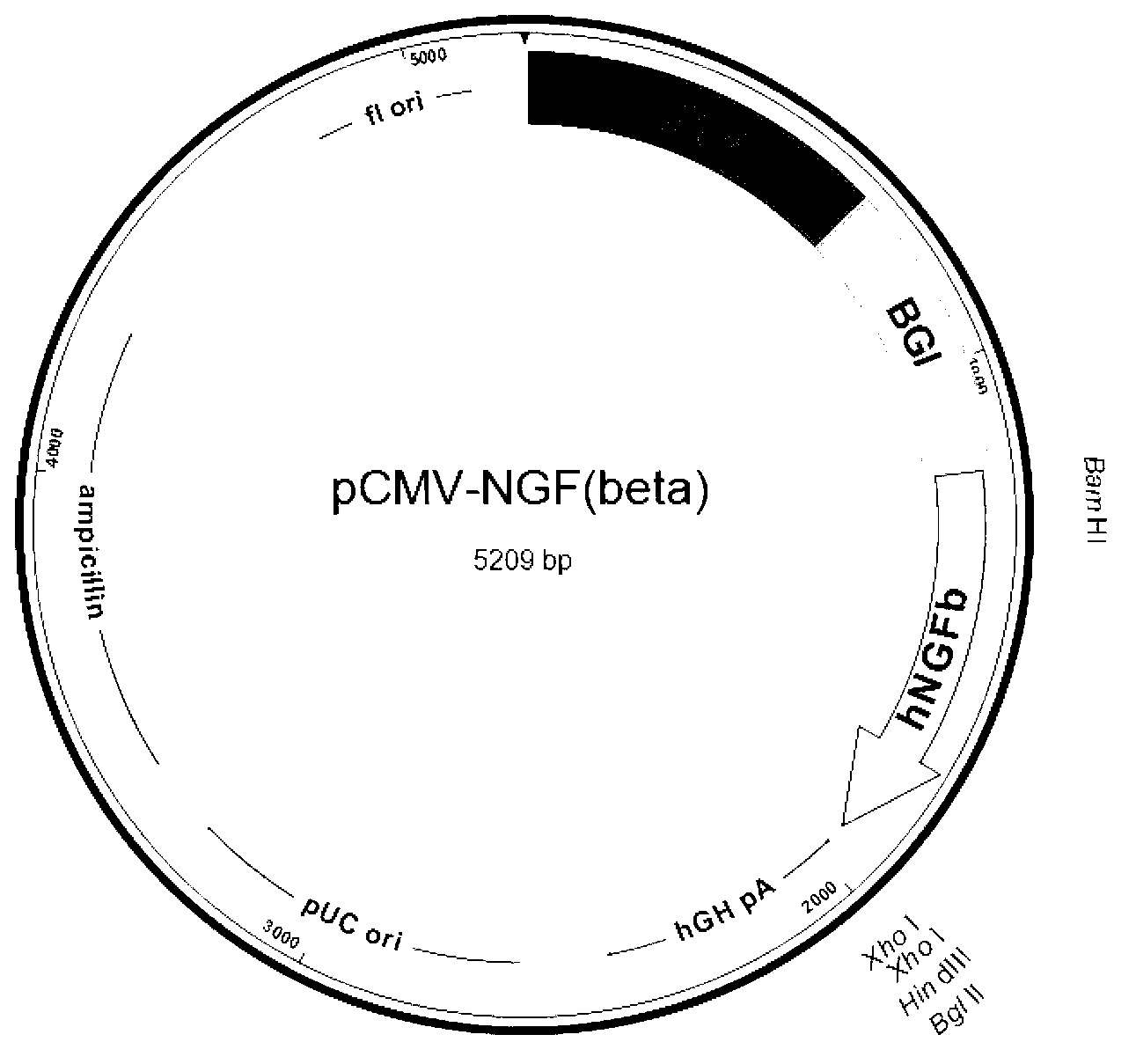 Recombinant expression vector for human beta-NGF and recombinant cell strain containing same