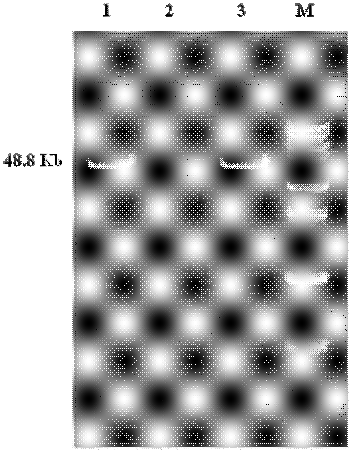 Chlorinated aliphatic hydrocarbon degradative plasmid pRC11, engineered bacteria and application thereof