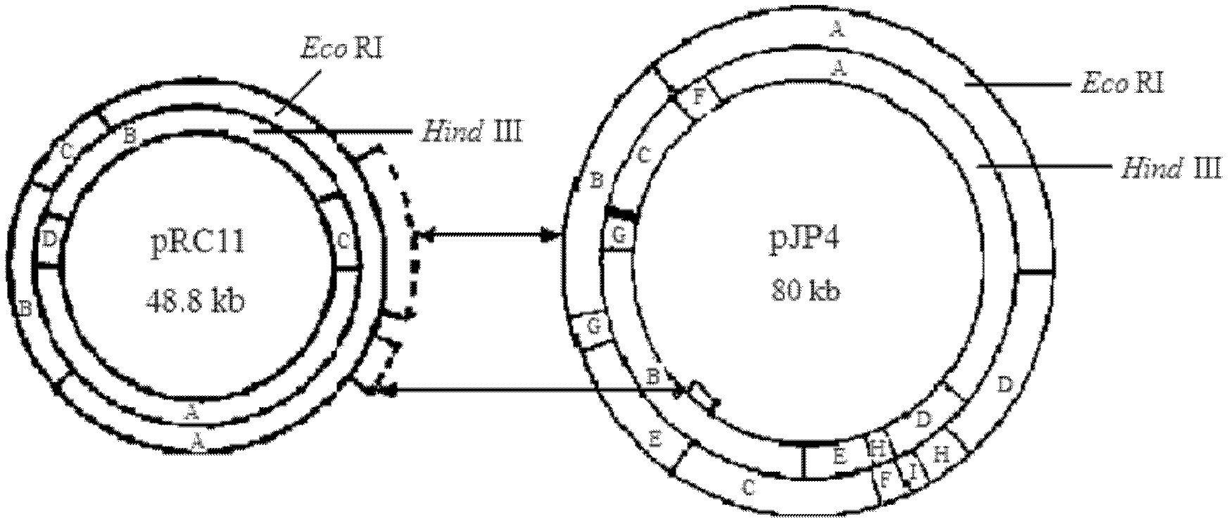 Chlorinated aliphatic hydrocarbon degradative plasmid pRC11, engineered bacteria and application thereof