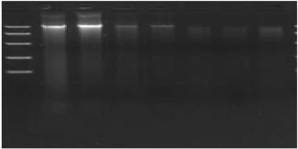 Method for economically and rapidly extracting microbial genome DNA in fermented grains