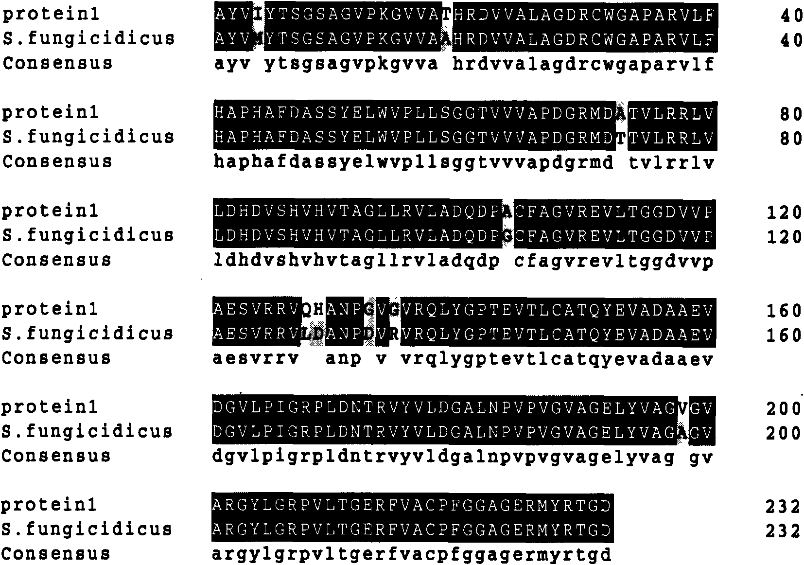 New enramycin-producing strain and high-yielding mutant strain thereof