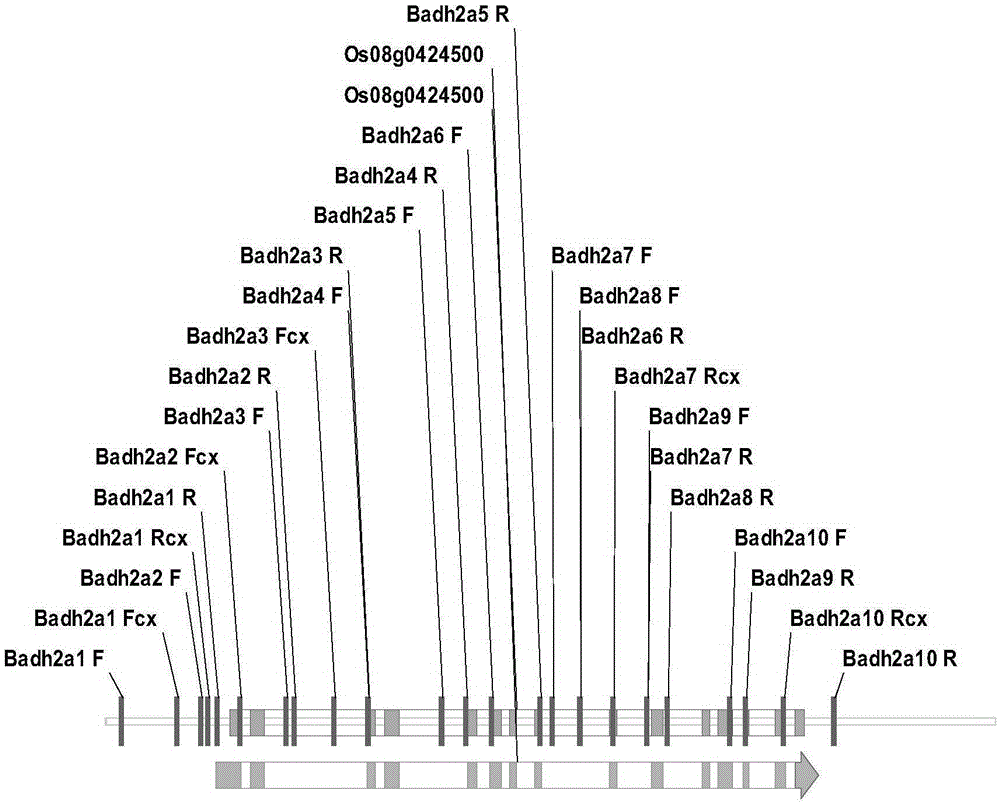 Method for amplifying rice aroma gene Badh2 sequence