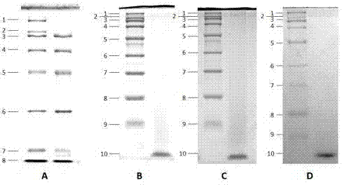 Protein electrophoresis method