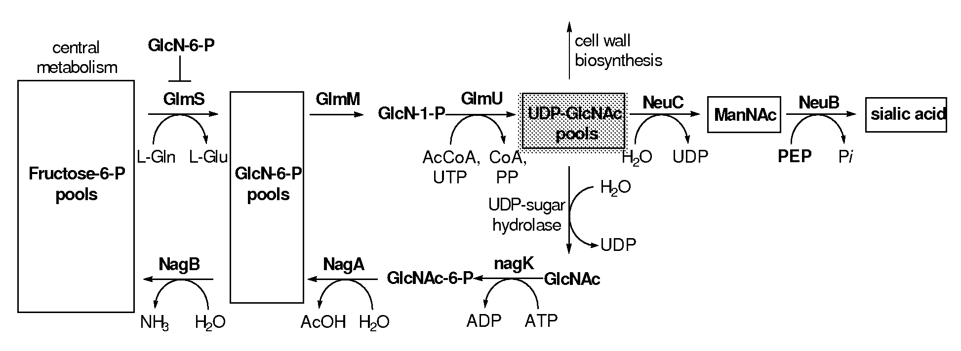 Metabolically Engineered Escherichia Coli For Enhanced Production of Sialic Acid