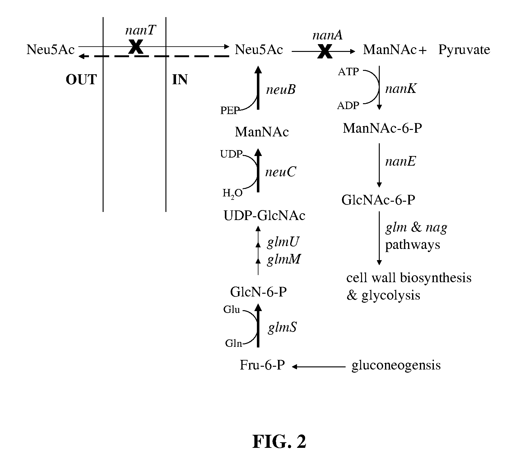 Metabolically Engineered Escherichia Coli For Enhanced Production of Sialic Acid