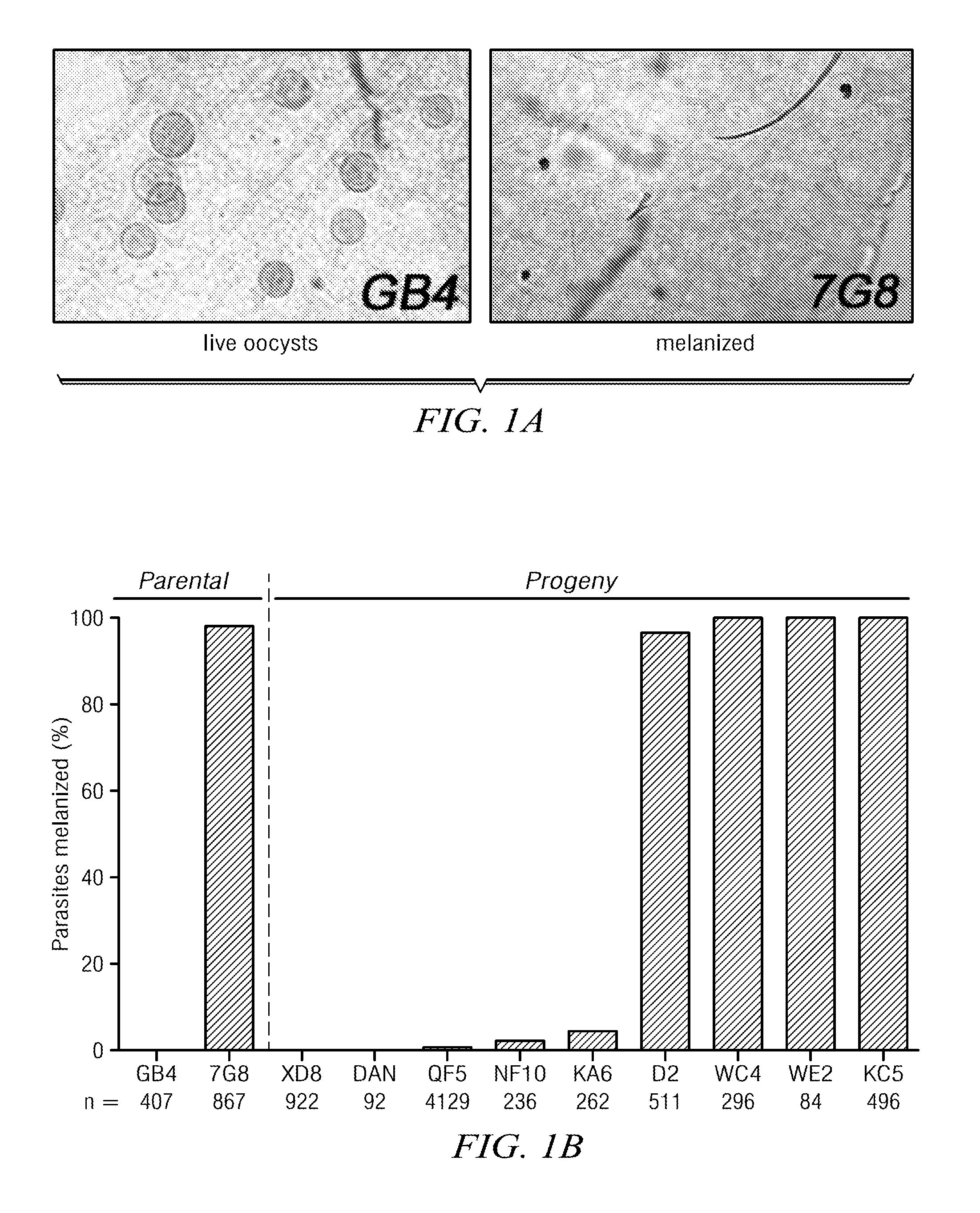 Use of p47 from plasmodium falciparum (PFS47) or plasmodium vivax (PVS47) as a vaccine or drug screening targets for the inhibition of human malaria transmission