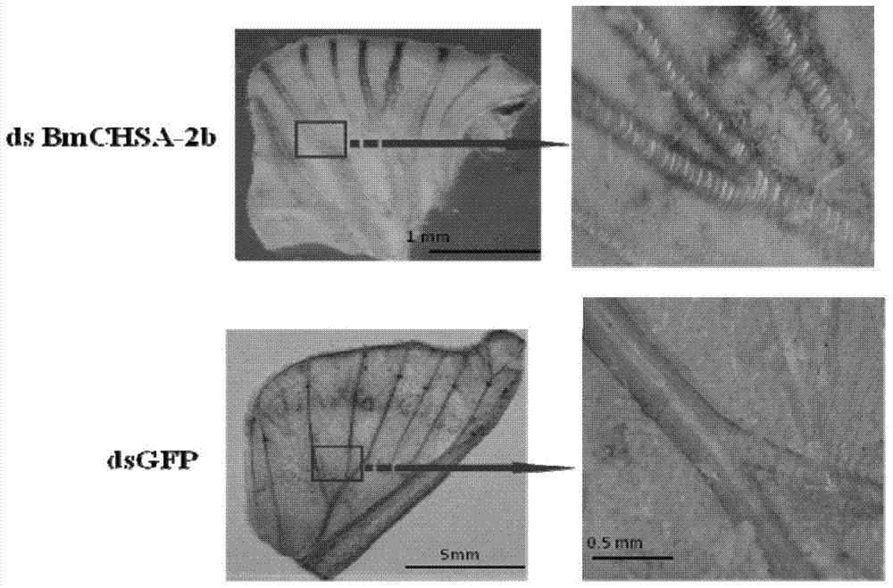 Application of chitin synthase chsa‑2b/19b from lepidopteran insects in pest control