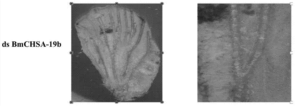 Application of chitin synthase chsa‑2b/19b from lepidopteran insects in pest control