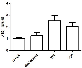 Application of small activating RNA (Ribonucleic Acid) of INTS6 (Homo Sapiens Integrator Complex Subunit 6) gene to preparation of prostate cancer fighting medicament