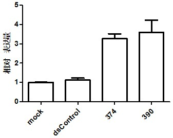 Application of small activating RNA (Ribonucleic Acid) of INTS6 (Homo Sapiens Integrator Complex Subunit 6) gene to preparation of prostate cancer fighting medicament