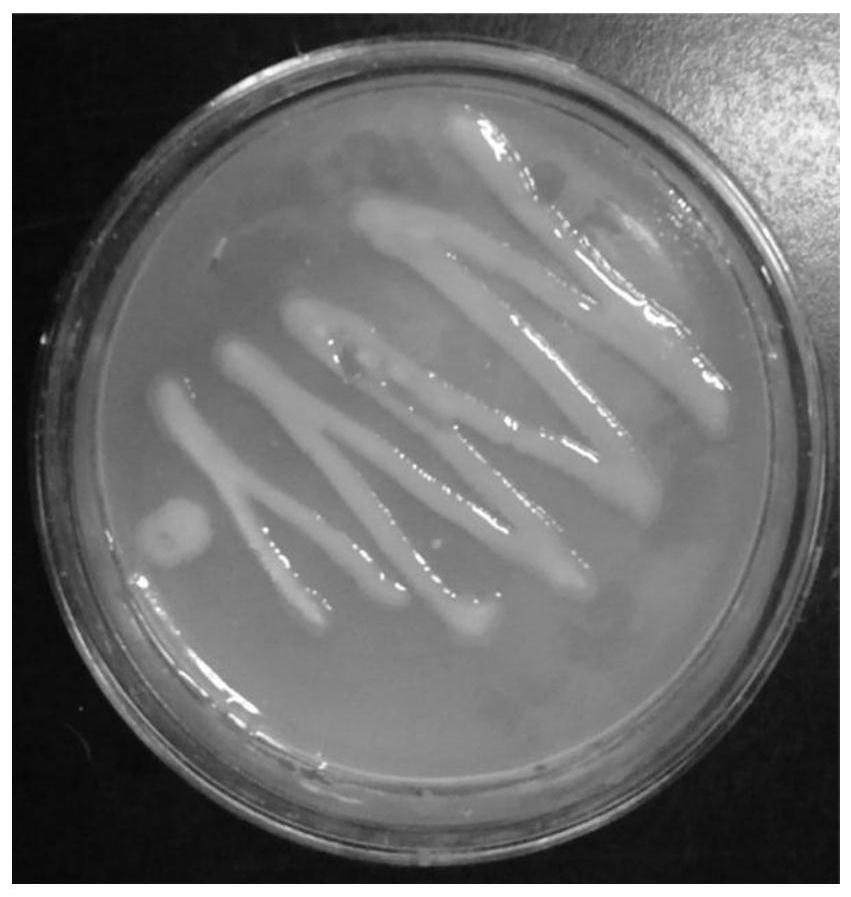 A protease-producing polylactic acid-degrading bacterium and its application