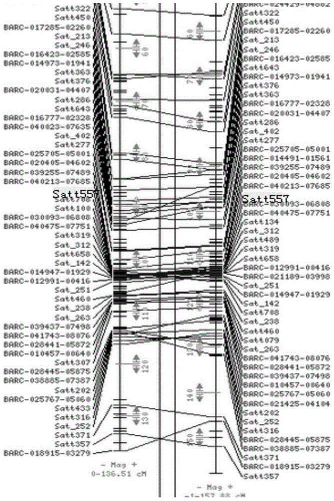 Marker site Satt557 related to soybean hundred-grain weight hereditary characteristic and application thereof