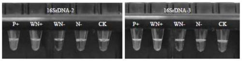 LAMP primer group and kit for detecting 16SrI-group phytoplasma leading to betel nut yellow leaf diseases in China, and application thereof