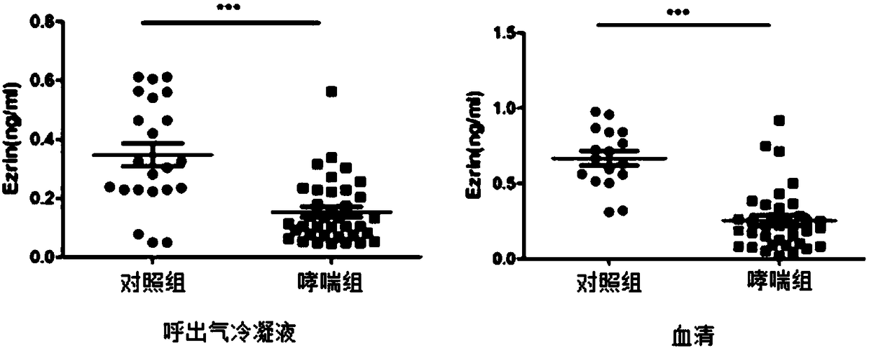 Application of ezrin in the preparation of asthma diagnostic reagents