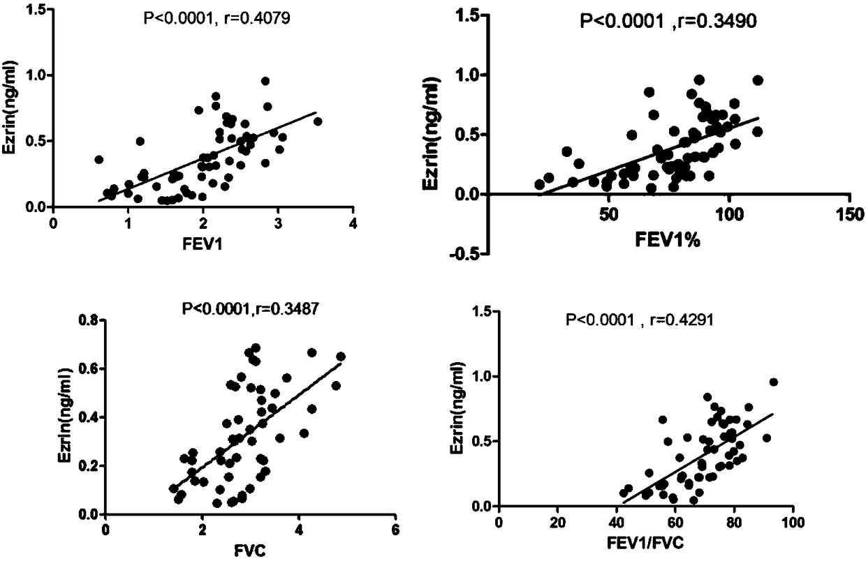 Application of ezrin in the preparation of asthma diagnostic reagents