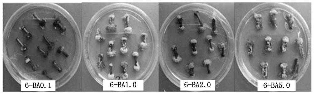 A method for inducing and proliferating the clustered buds of Toona sinensis