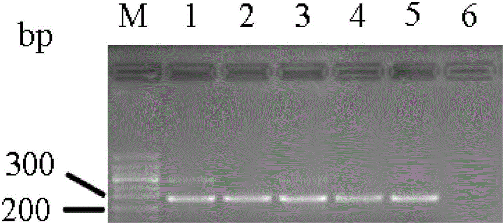 E-cadherin methylation detection method based on hydrosulphite sequencing method