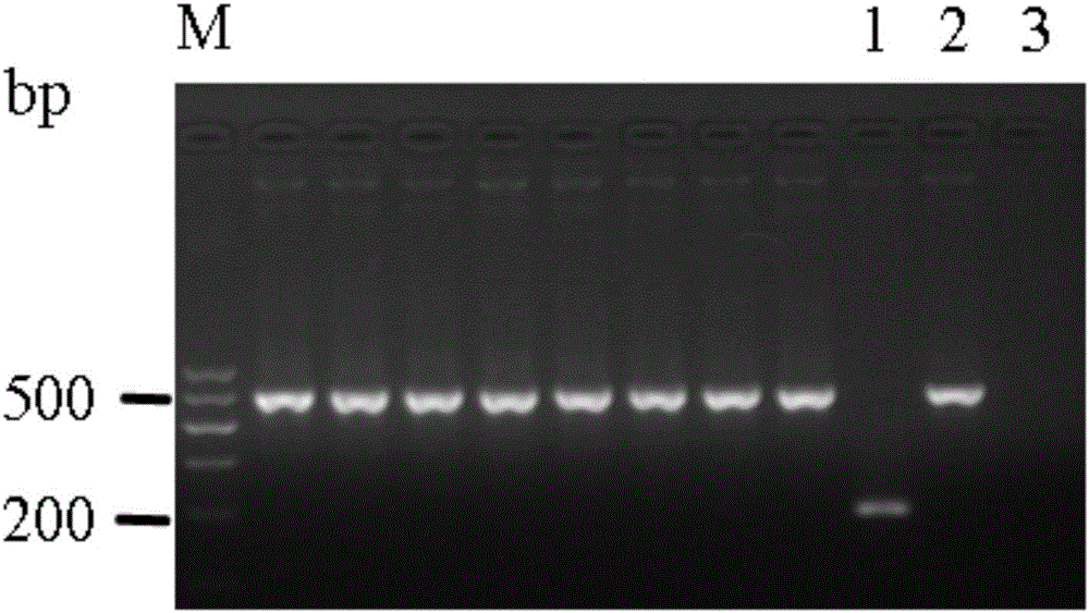 E-cadherin methylation detection method based on hydrosulphite sequencing method